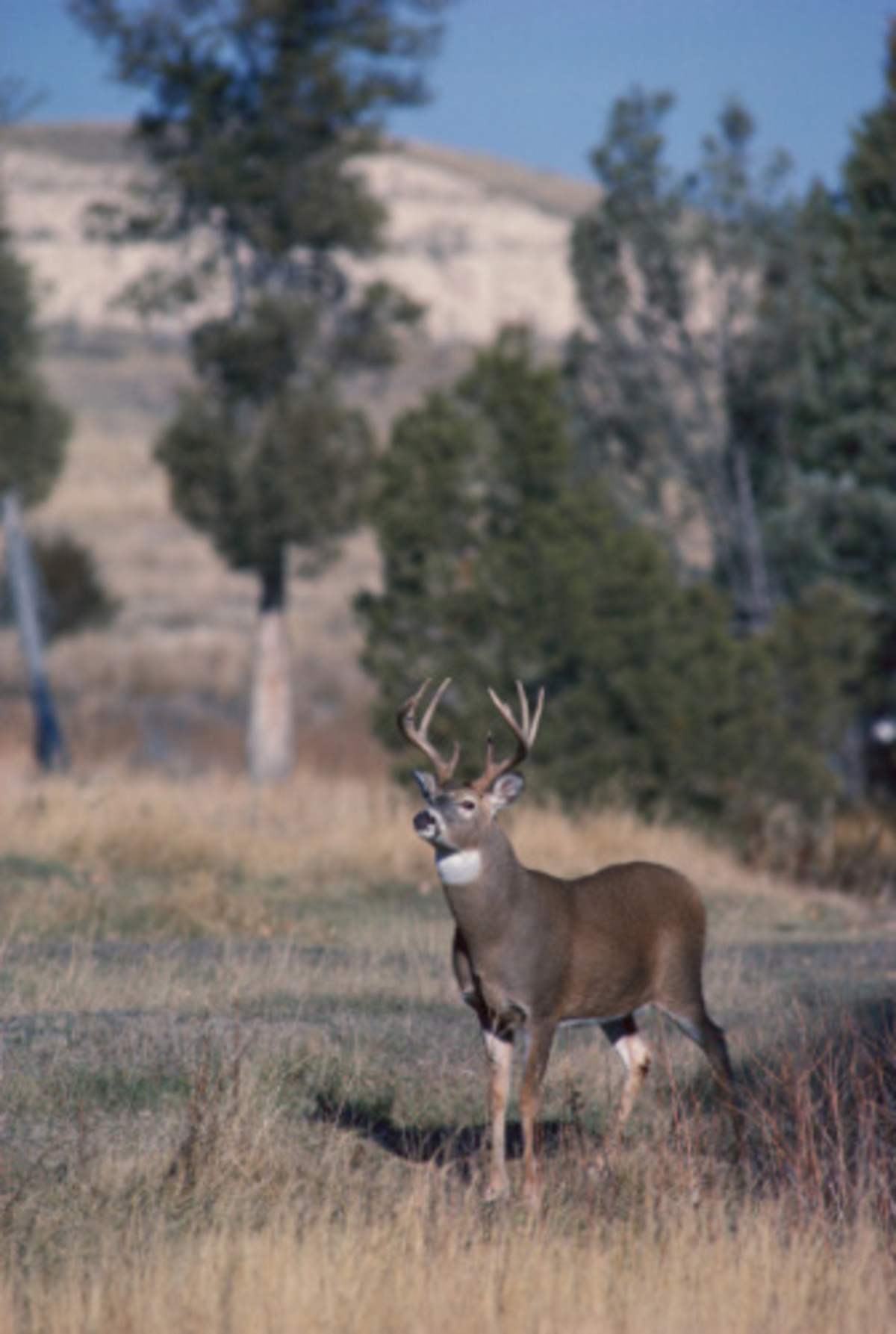 Missouri Approves $165 Public-Land Deer Permit for Nonresidents Starting in 2027