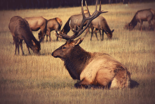 How Have Hunters Helped the Elk Population in the US?